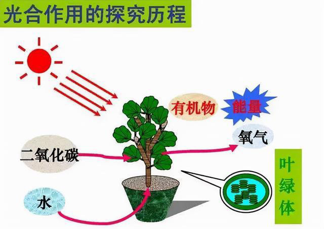 中国科学家人工合成淀粉能得诺奖吗？